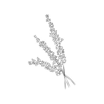 bouquet of lavender twigs hand-drawn in outline. for perfumes, perfumes, wedding invitations, vector covers
