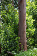 Fototapeta premium Old tree trunk in a wild greenery, Madeira, Portugal