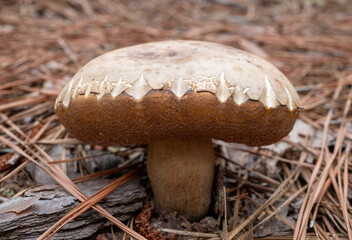 mushroom in the forest