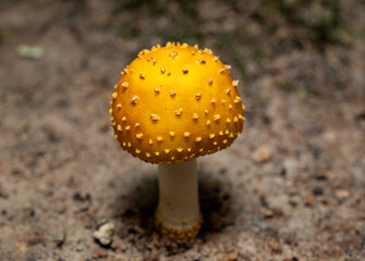 fly agaric mushroom