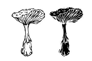 Sketch,silhouette,stamp of forest fly agarics,mushrooms toadstools. Vector graphics.