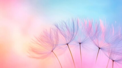 Delicate dandelion seeds on a pastel gradient background, soft focus. Nature and tranquility concept