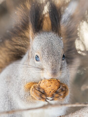 The squirrel with nut sits on tree in the winter or late autumn