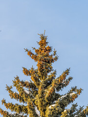 Green spruce branches with needles and cones against a blue sky in winter. Many cones on spruce. Fir tree.