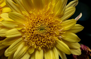 Yellow chrysanthemum flower, macro with image stacking top with dark background