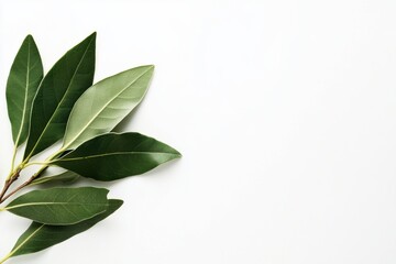Fototapeta premium green leaves on a wooden background