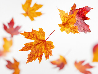 Obraz premium Maple leaves with autumn colors on white background