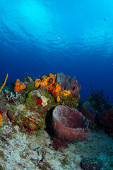 Coral reef in the sunlight. Marine protected area off the island of Cozumel, Mexico. Healthy...