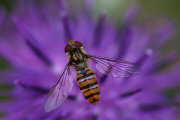 Close-Up of a hoverfly on a knapweed flower, detailed close-up of a hoverfly, vibrant background, knapweed bloom