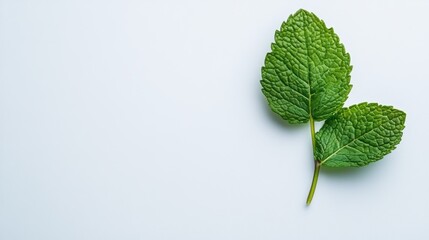 Mint leaf for making a delicious drink on a gray background. Healthy eating.