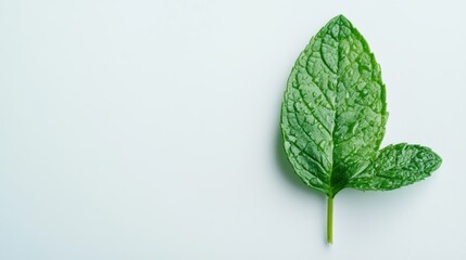 Mint leaf for making a delicious drink on a gray background. Healthy eating.