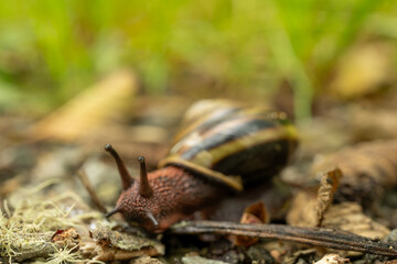 Eyes Of Pacific Sideband Snail In Redwood