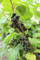 Blackcurrant Berries on a close-up branch. Black currant berry picking season