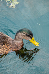 Brown mallard duck in the water.