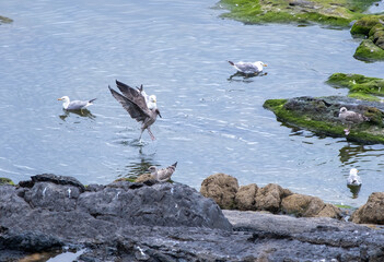 birds on the rocks