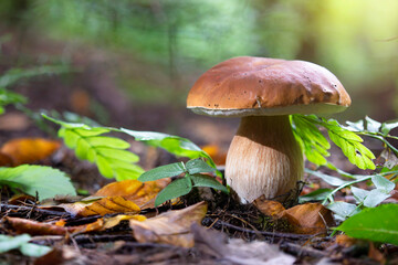 Fototapeta premium beautiful brown mushroom in pine trees forest against soft blur tree background. 