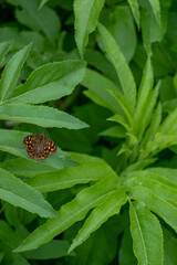 butterfly on leaf