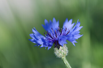 close-up of a blue cornflower with a green background, a blue cornflower against a lush green background, vibrant blue petals, surrounding greenery