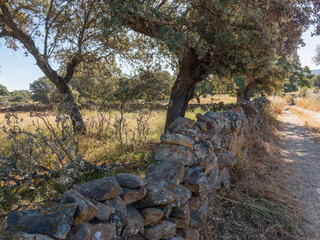 Rustic Stone Wall Along Countryside Path