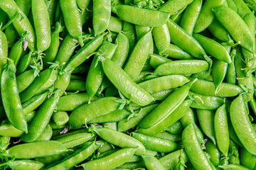 Freshly picked field peas in pods, plant texture for background.