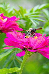 Bumblebee pollinating pink zinnia in flower garden