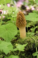 Spring in the Smoky Mountains brings the Tulip Morels out