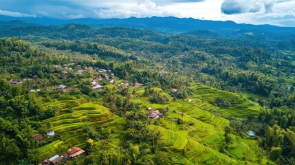 Obraz premium Aerial View of Lush Rice Terraces in a Mountainous Landscape