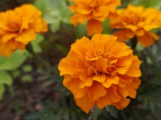 Marigolds