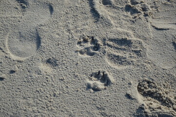 footprints, dogprints on the beach
