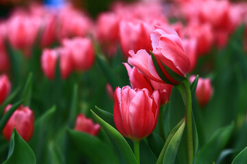 red Tulip flowers blooming in the garden with green leaves 