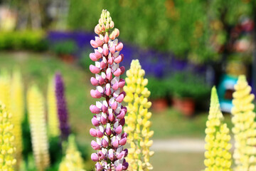 blooming colorful Lupinus or Dull Ice flowers,close-up of pink and white and yellow Lupinus flowers...