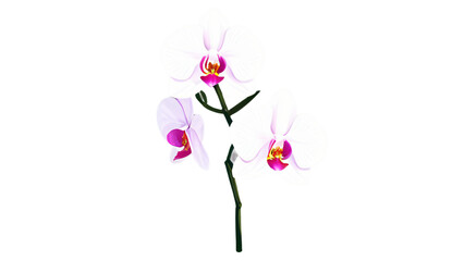 clipart isolated of beauty orchid flower illustration