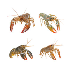 Red crayfish and lobster isolated on a white background