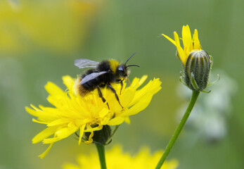 close-Up of a bumblebee on a yellow flower, a bumblebee on a bright yellow flower, vivid yellow petals,  insects in our ecosystem