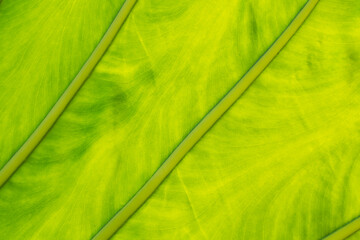 Background texture of a green leaf of a tropical plant, macrophoto. Close up.