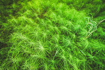 Natural Abstract Patterns - Horsetail Plants