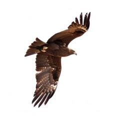 Obraz premium a dynamic black kite isolated on a white background, in mid-glide