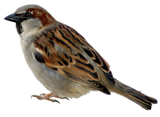 sparrow on white background