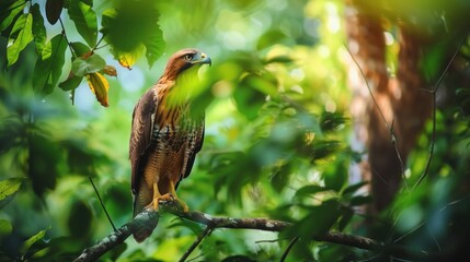 Obraz premium a fierce hawk portrait perched on a tree branch in a dense forest