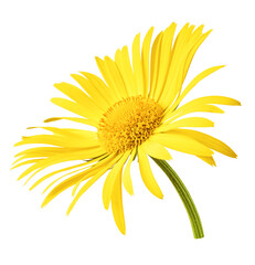 Obraz premium Beautiful yellow Doronicum flower isolated on white background.