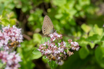Ringlet (Aphantopus hyperantus) butterfly sitting on a pink flower in Zurich, Switzerland