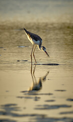 Himantopus, black-winged stilt