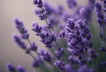 Obraz premium Bouquet of lavender flowers isolated on transparent background