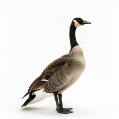 Fototapeta premium a robust Canada goose isolated on a white background
