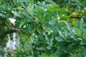 Close up of oak branches with green leaves and acorns during daytime. Blurred background. Water drops after the rain