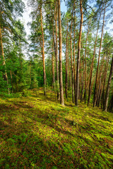 Photo of forest and trees, pine and green moss in rough rural nature.