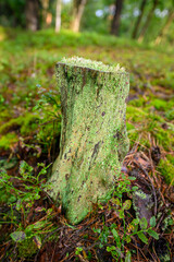 Close-up of an old tree stump covered with moss