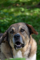 portrait of a dog