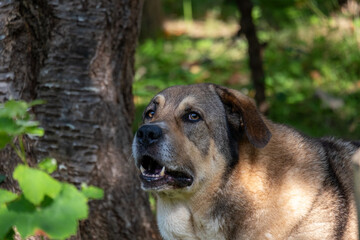 portrait of a dog