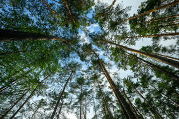 Green big leafy oak trees in the park